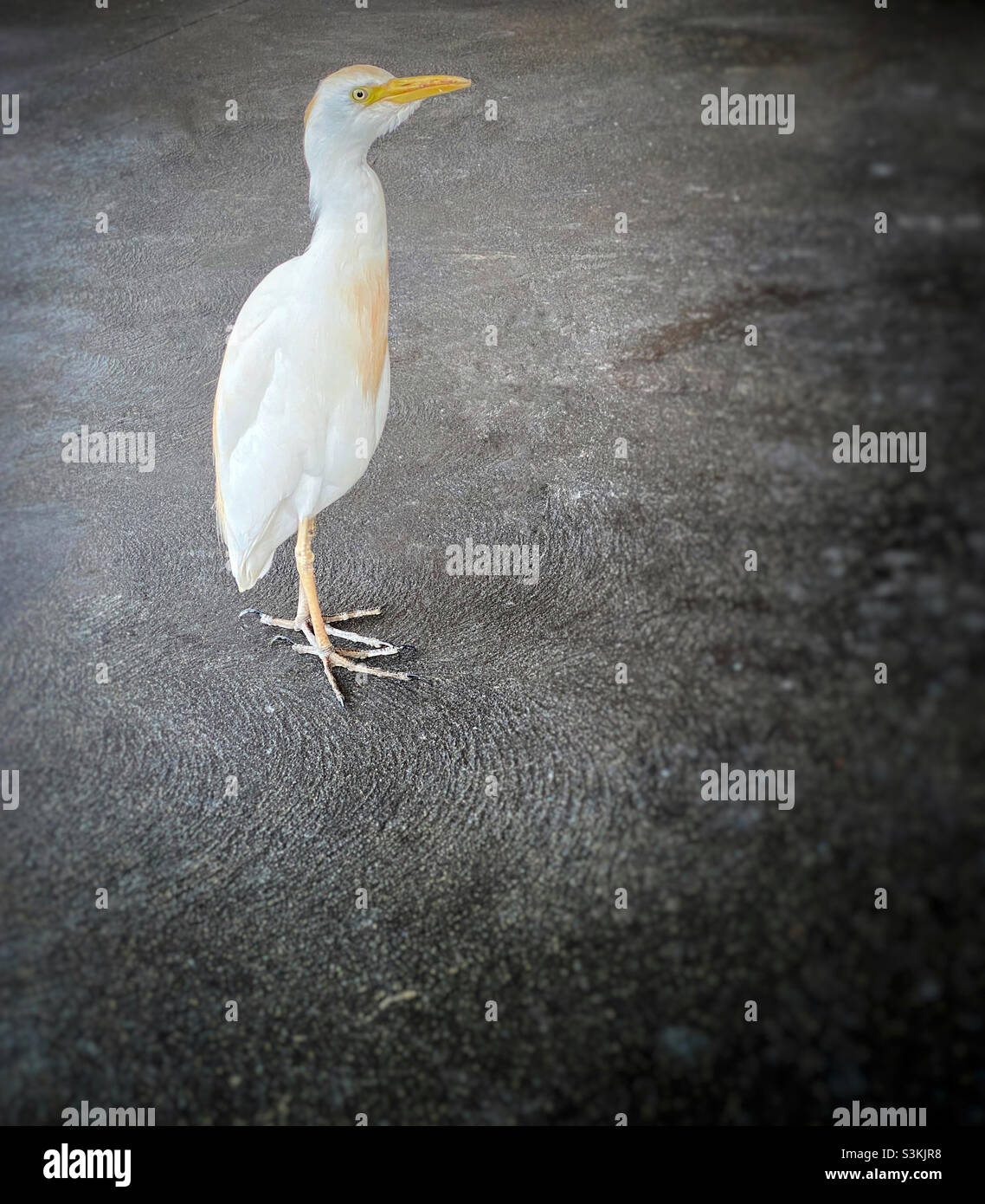 Closeup of a white egret standing on a cement floor Stock Photo