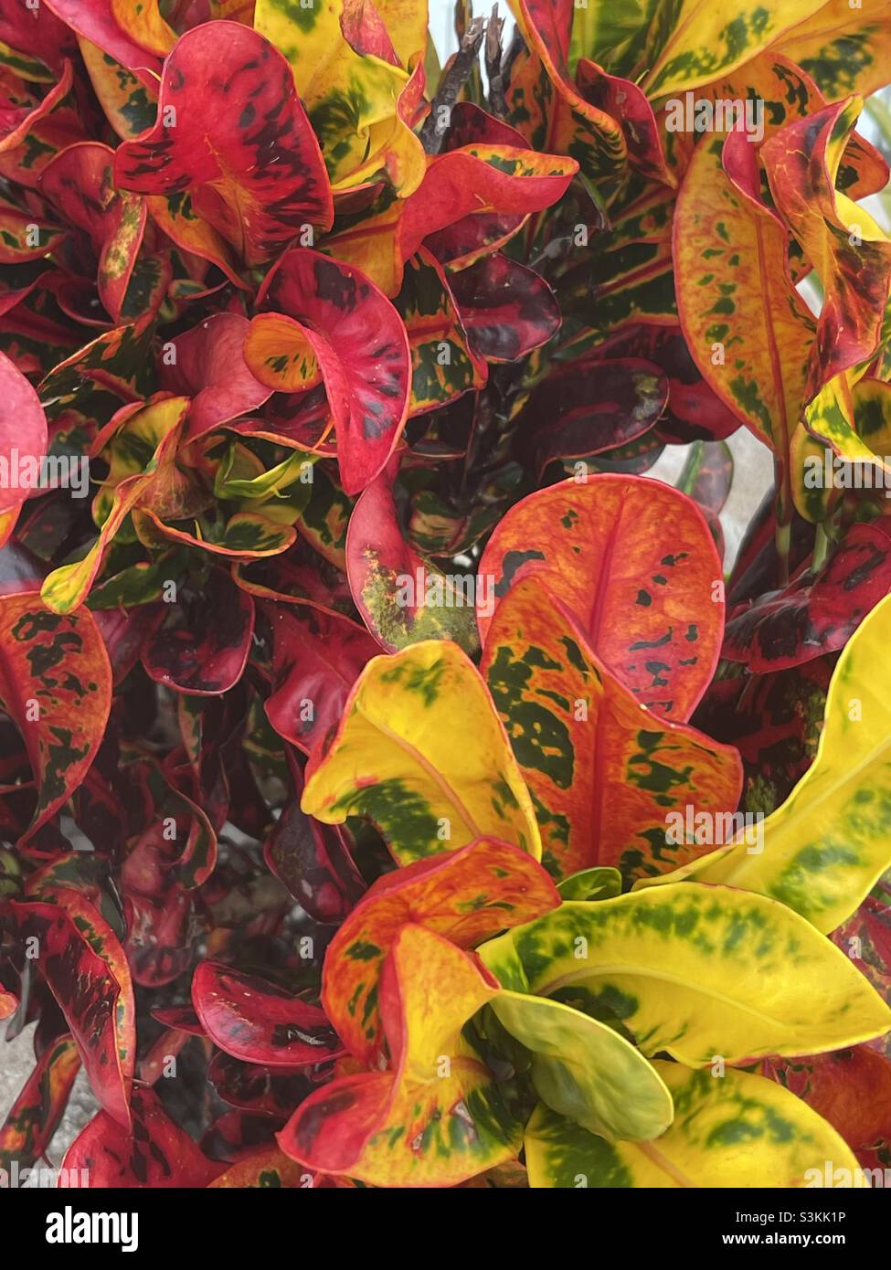Colorful bush, the croton, in the tropics Stock Photo