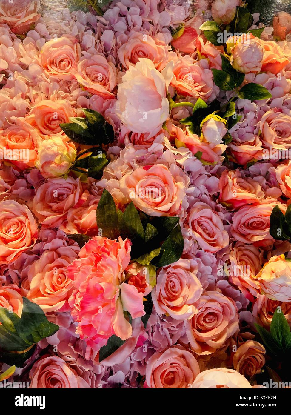 Warm tone roses hi-res stock photography and images - Alamy