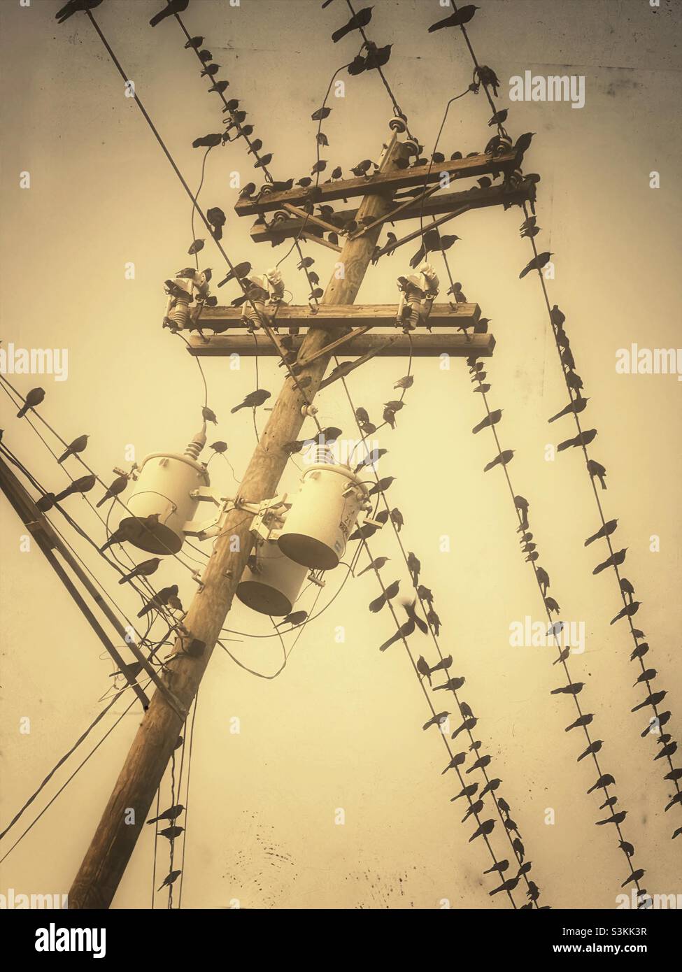 Birds on electric wires in the fall migration Stock Photo