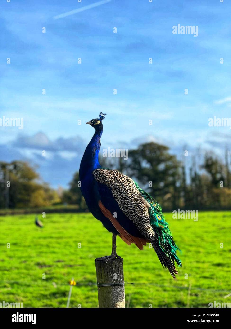 A Peacock standing on a fence with a field and trees in the background - Smartphone Captured Stock Image