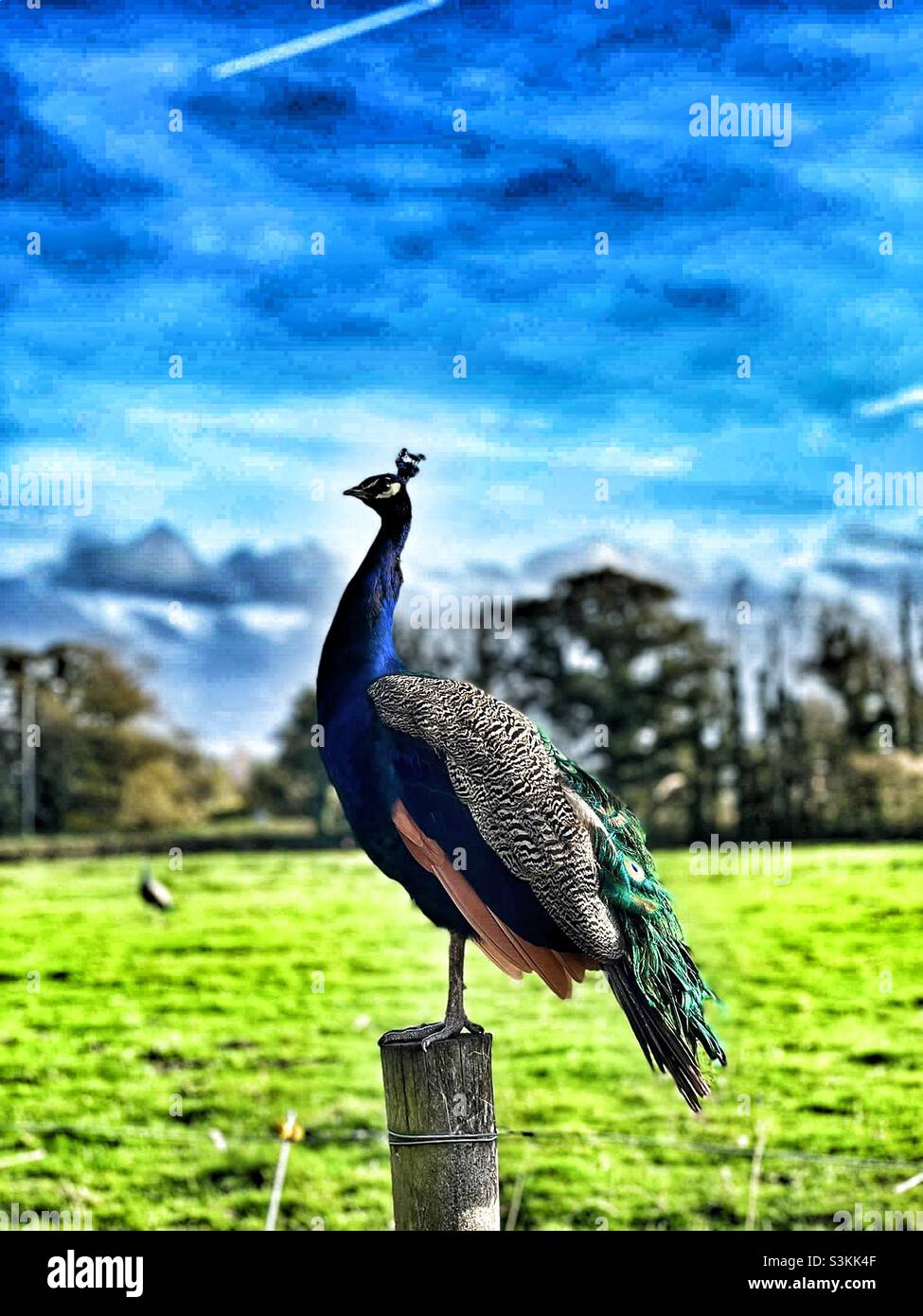 A Peacock standing on a fence with a field and trees in the background - Smartphone Captured Stock Image