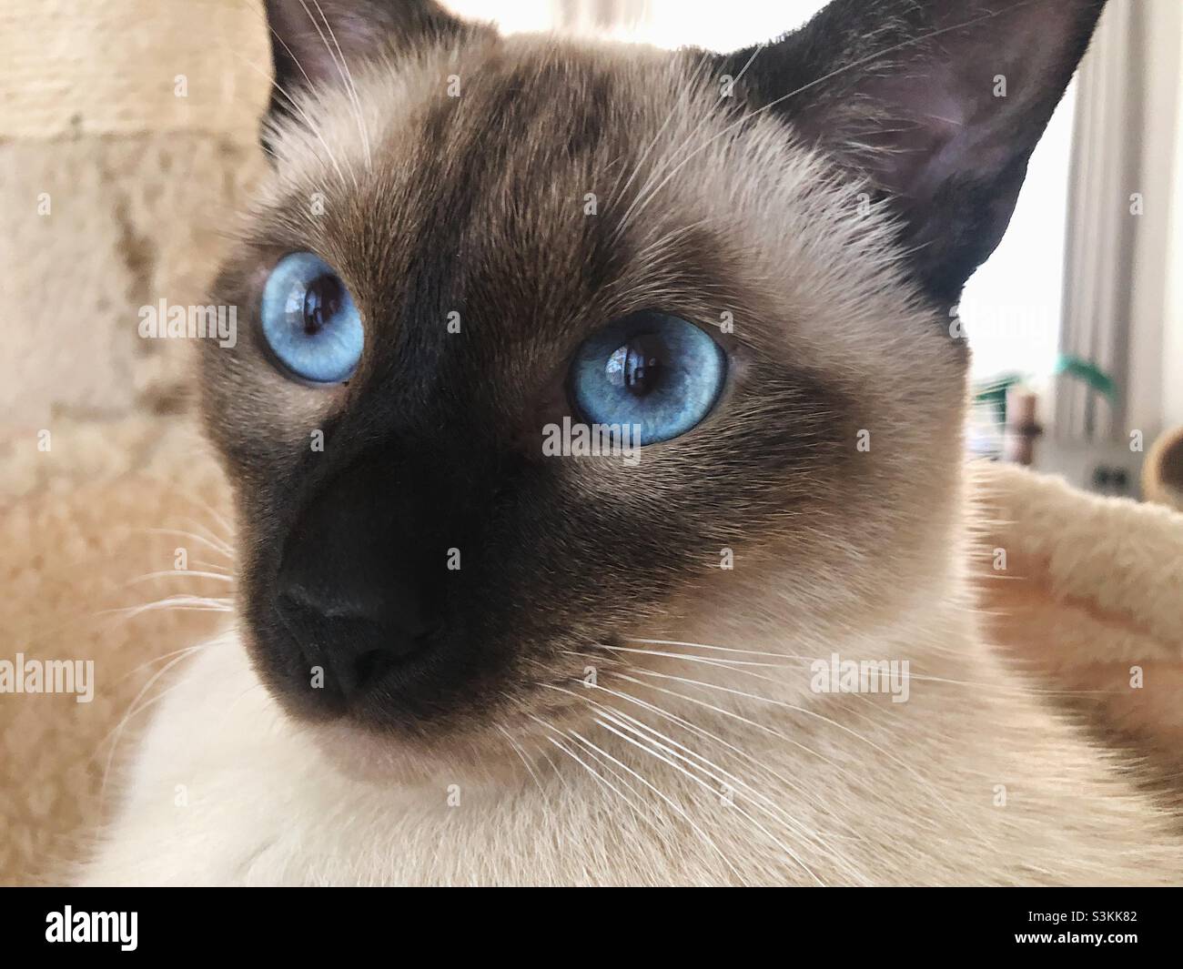 A close up of the face of a chocolatepoint Siamese cat with blue eyes Stock Photo Alamy