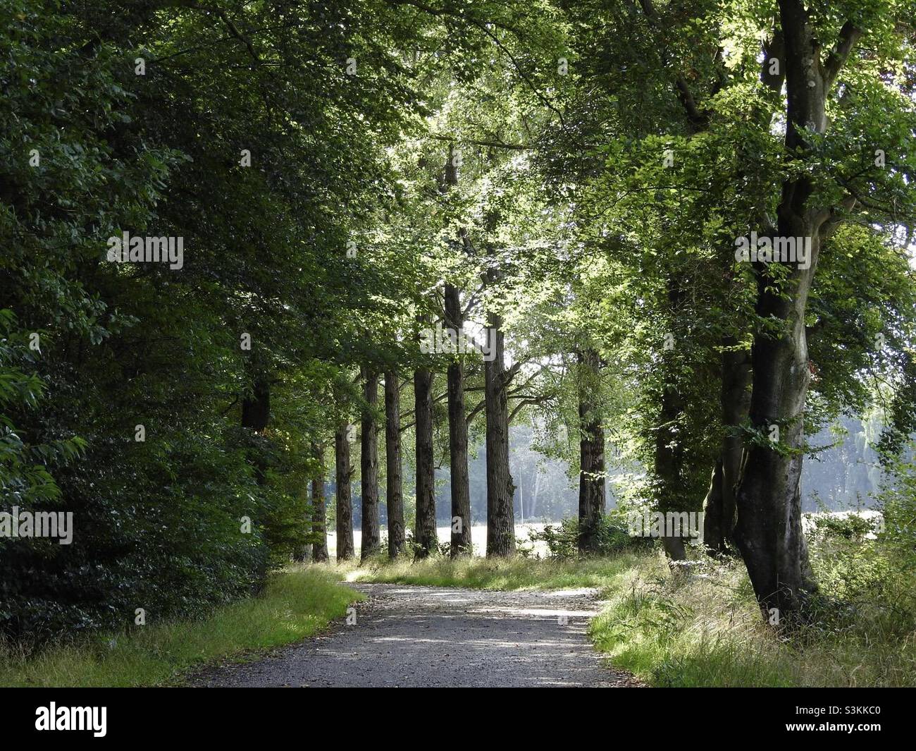 Spaziergang wald hi-res stock photography and images - Alamy