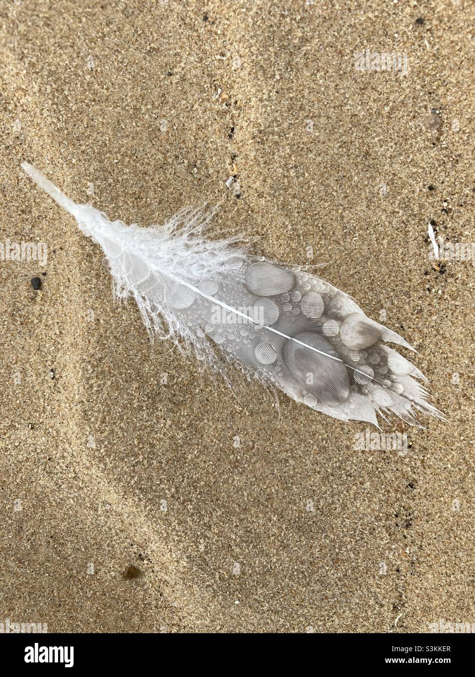 Macro of raindrops and feather anatomy, image taken in Holkham beach, Norfolk Nov 2021 Stock Photo