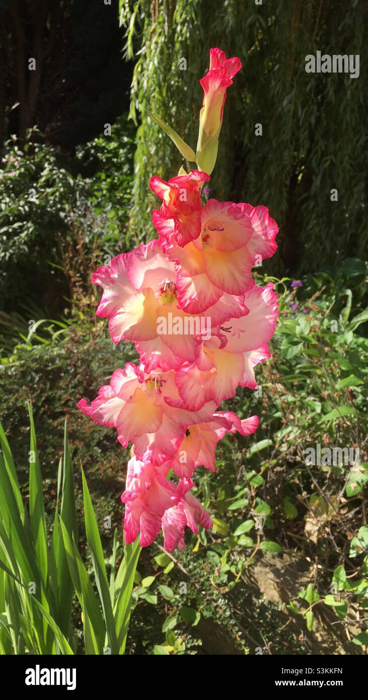 Gladiolus gladioli flower display hires stock photography and images