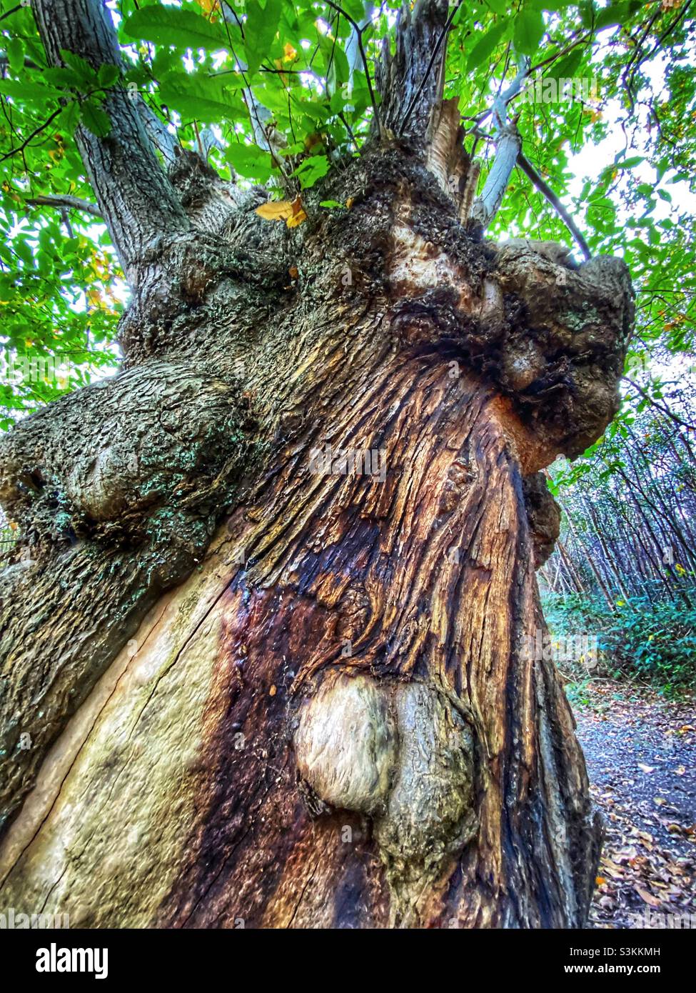 Giant tree - Smartphone Captured Stock Image