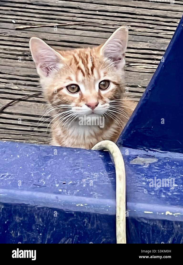 A Ginger Kitten Looks Out From A Canal Barge Stock Photo Alamy a-ginger-kitten-looks-out-from-a-canal-barge-stock-photo-alamy