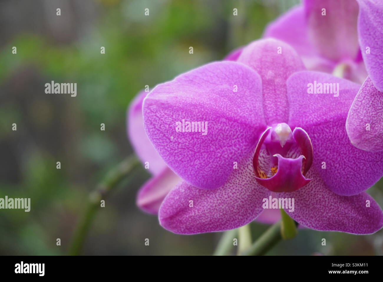Detail of Purple Phalaenopsis Orchid Stock Photo