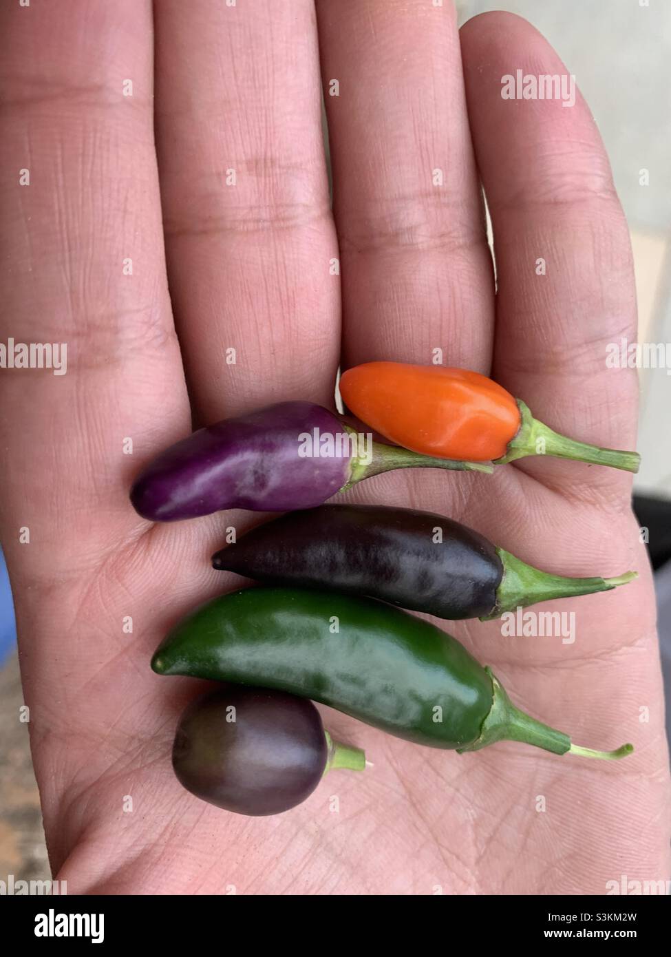 Hand holding mixed peppers Stock Photo Alamy