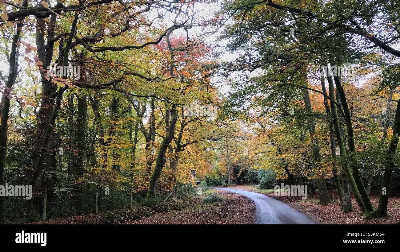 New Forest lane in autumn - Smartphone Captured Stock Image