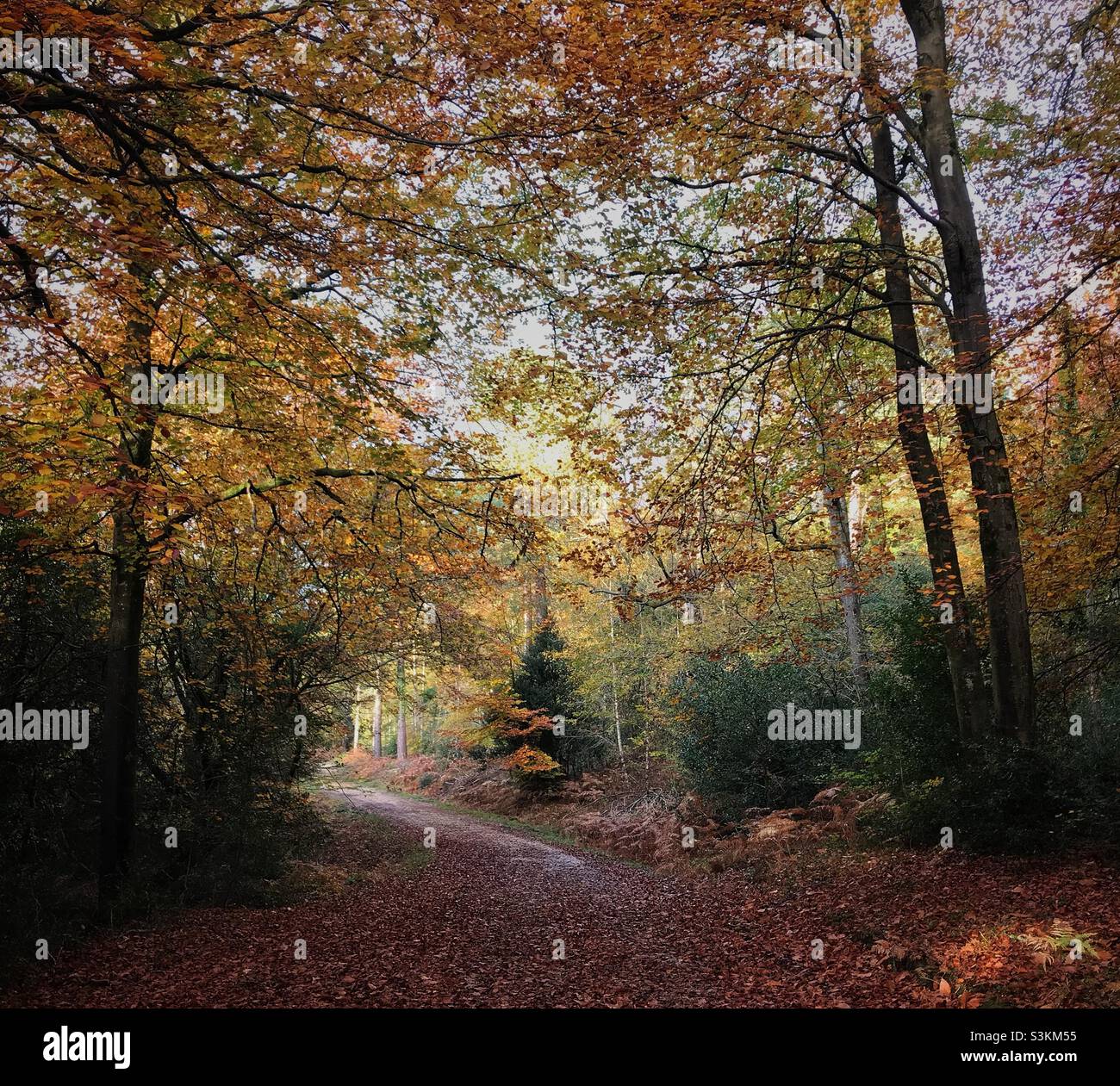 Autumn woodland - Smartphone Captured Stock Image