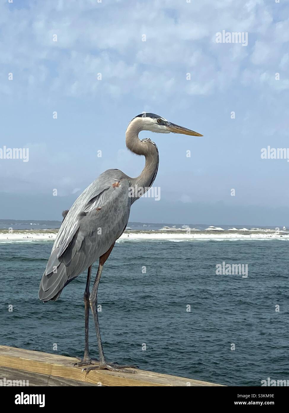 Large whooping crane by the ocean, beach front. Stock Photo