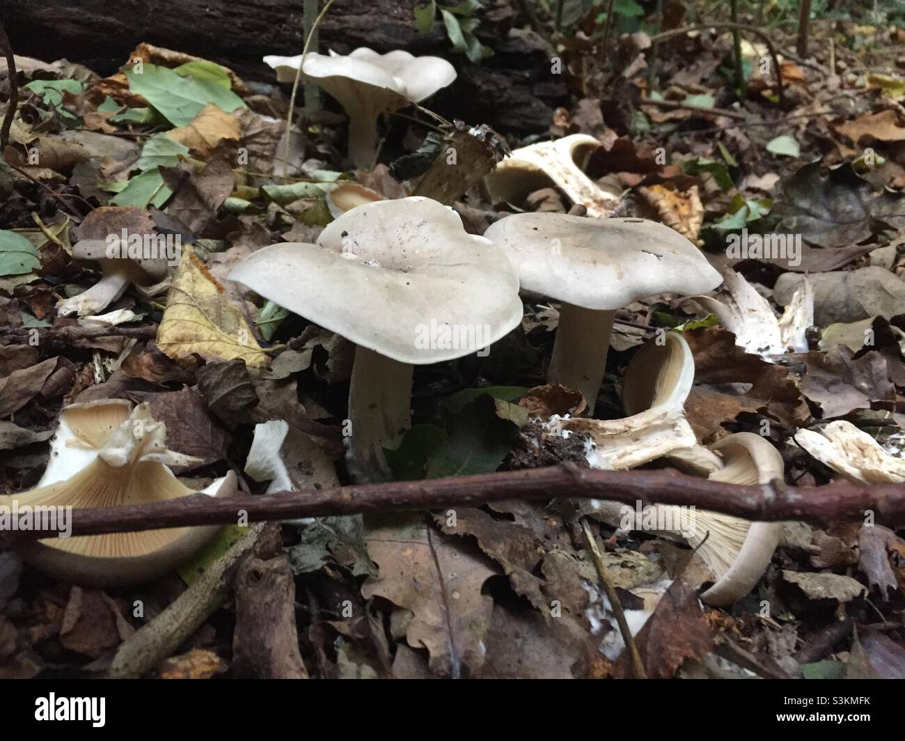 Mushroomsin thd Park Stock Photo