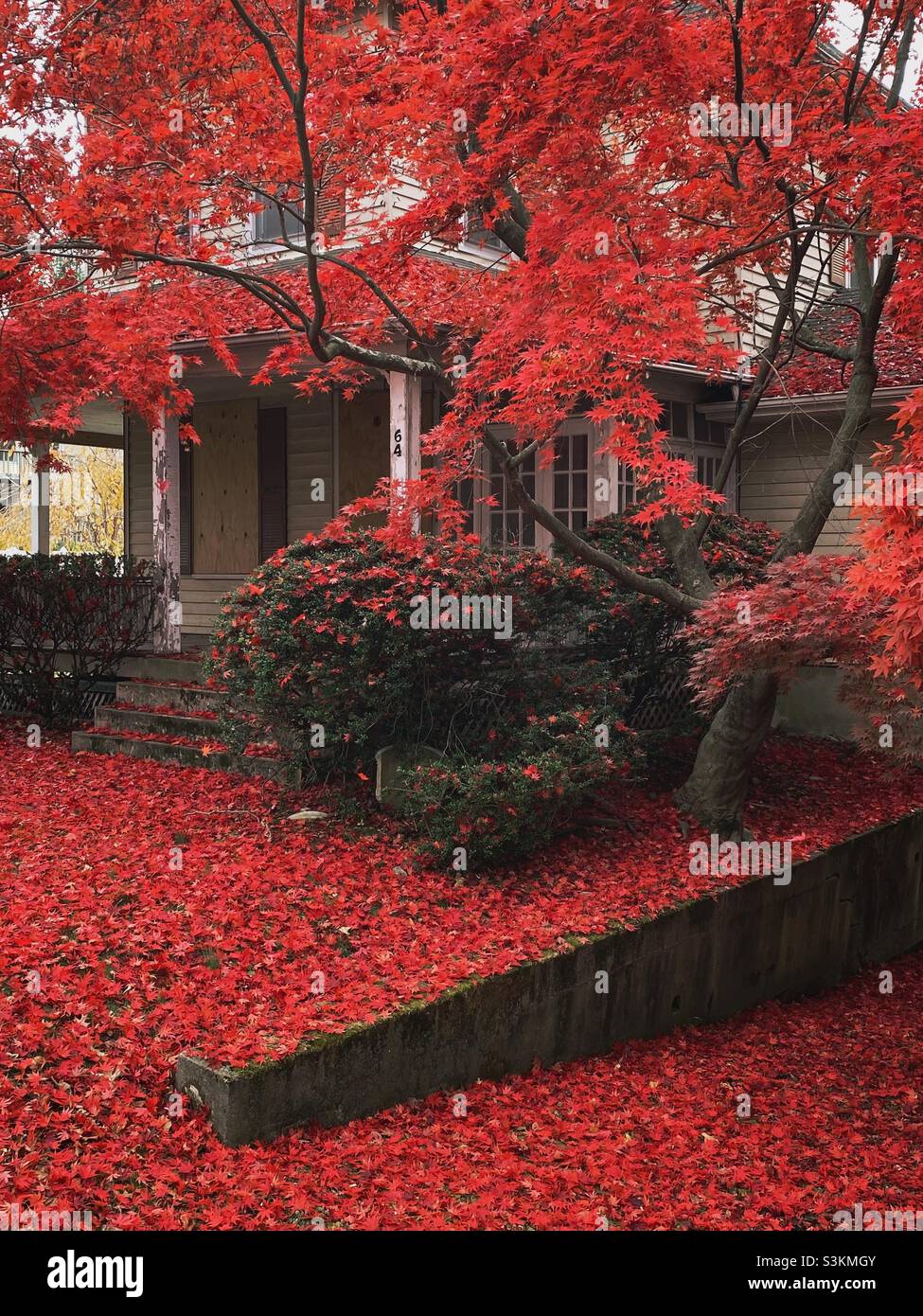 Fallen red leaves from a Japanese maple tree cover the front yard of a house in New Jersey like a blanket. Stock Photo