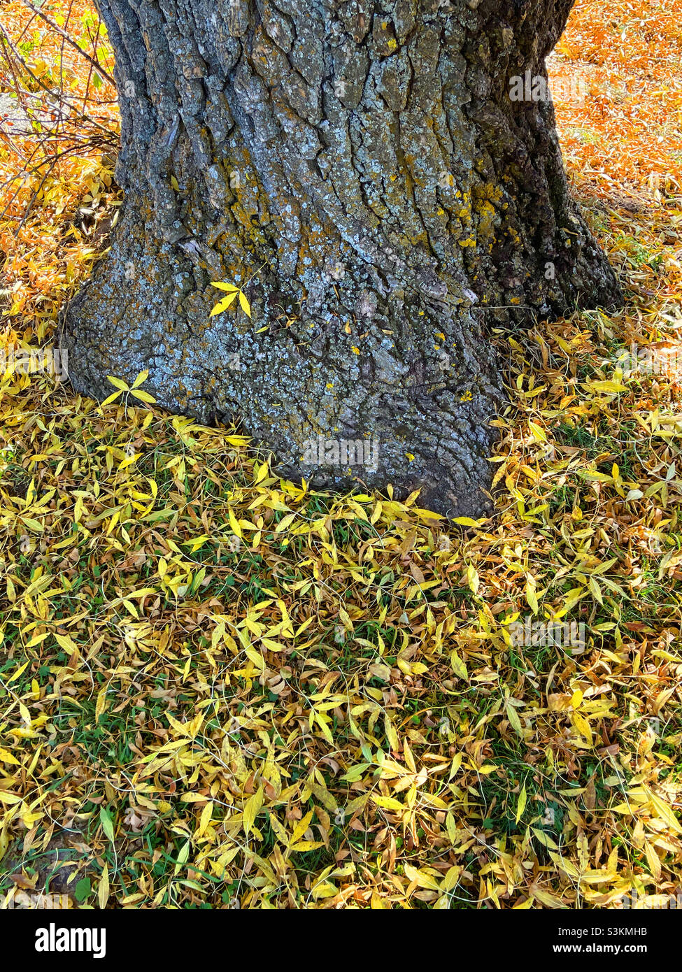 Tree trunk in Autumn - Smartphone Captured Stock Image