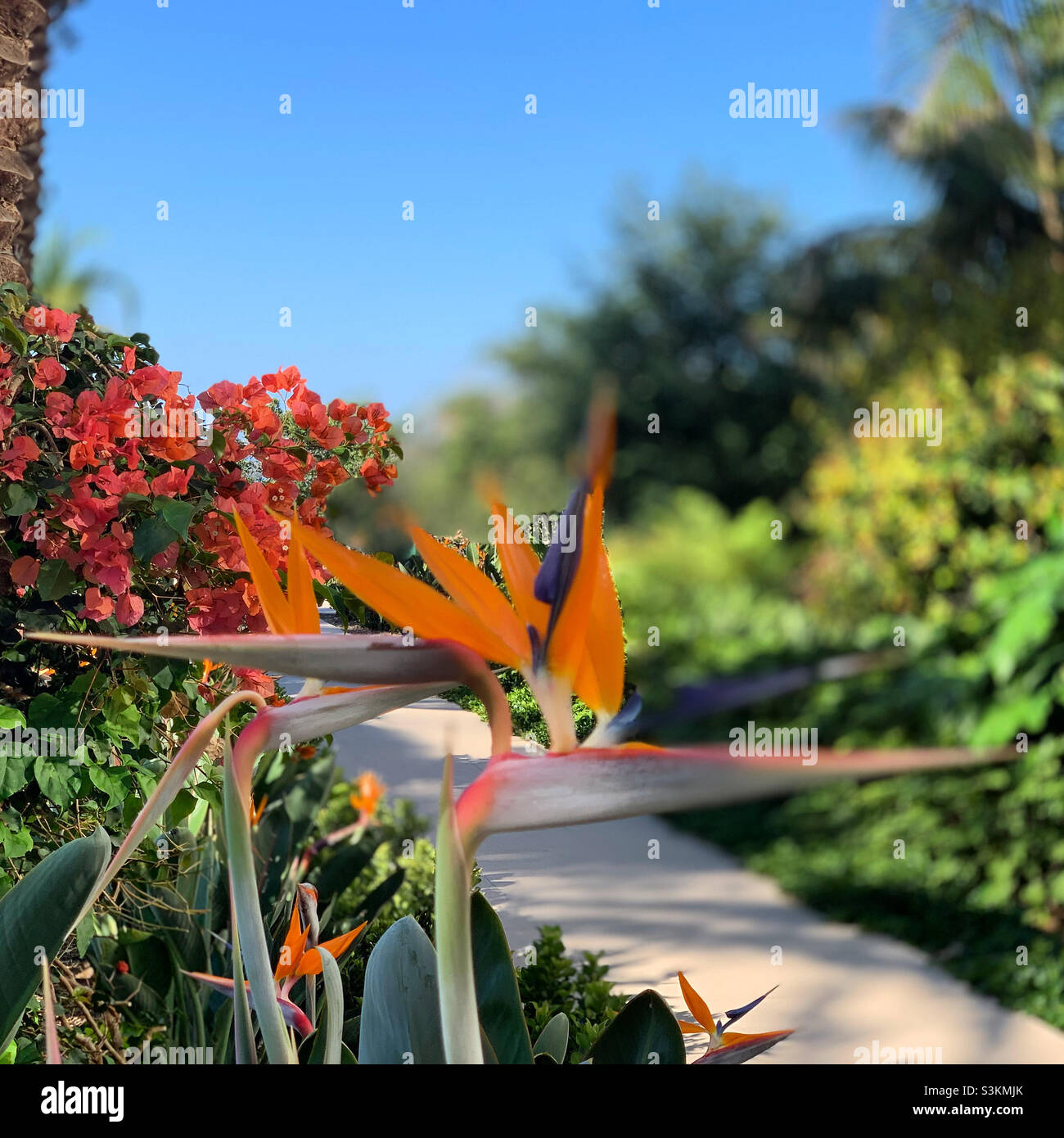 September, 2021, flowers, Park Hyatt Aviara, Carlsbad, San Diego County, California, United States, North America - Smartphone Captured Stock Image