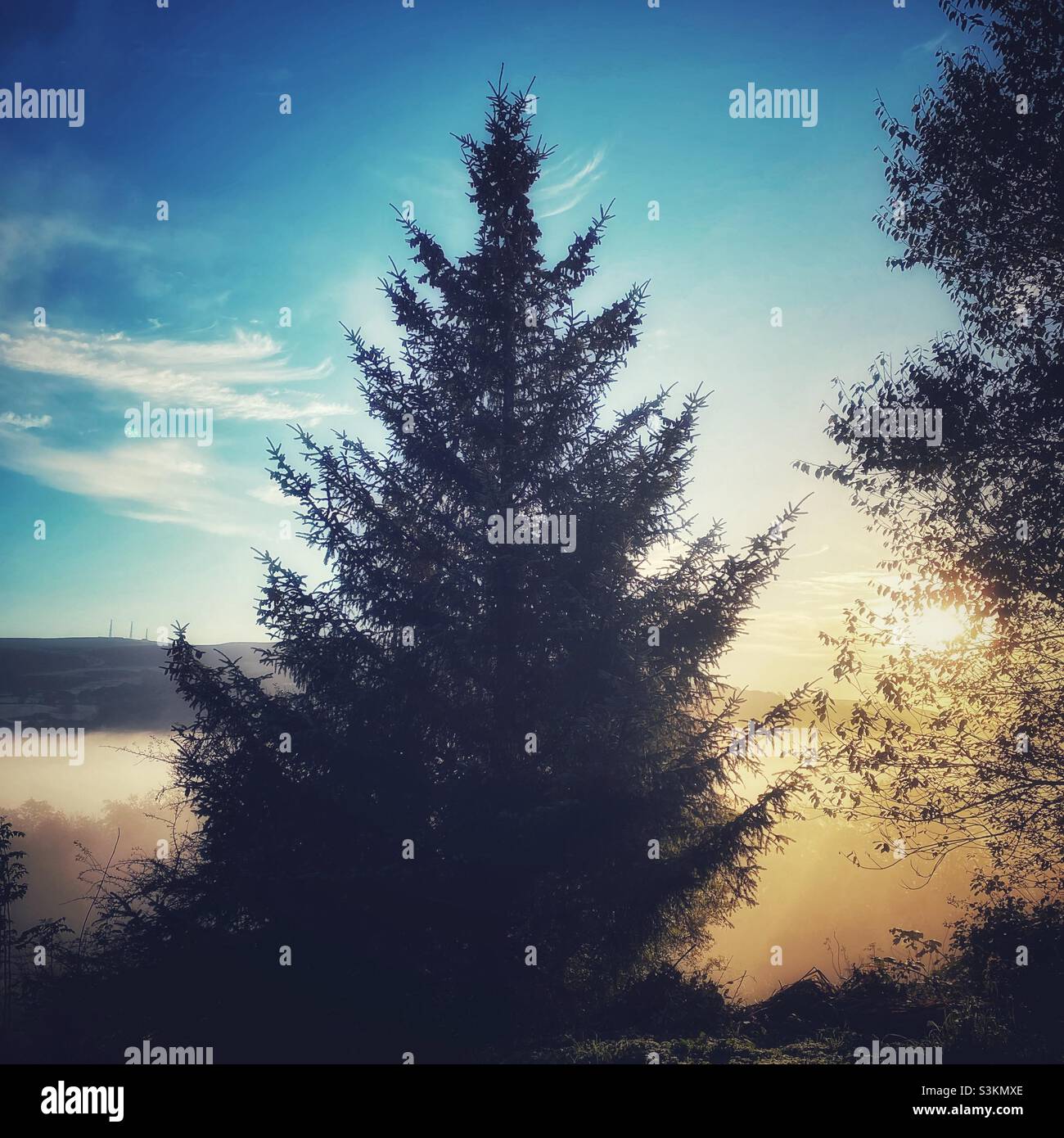 A photograph of a fir tree on a misty mornjng at sunrise - Smartphone Captured Stock Image
