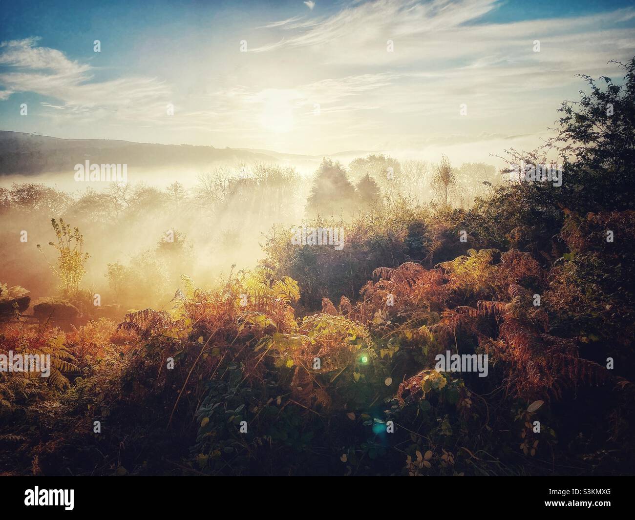 A photograph looking out over trees and a misty valley at sunrise, with sun rays through the fog - Smartphone Captured Stock Image