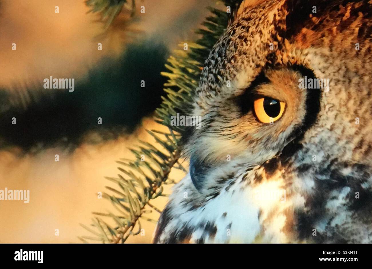 Birds of North America, Great Horned Owl, bubo virginianus, tiger owl, hoot owl, large owl, Most common, - Smartphone Captured Stock Image