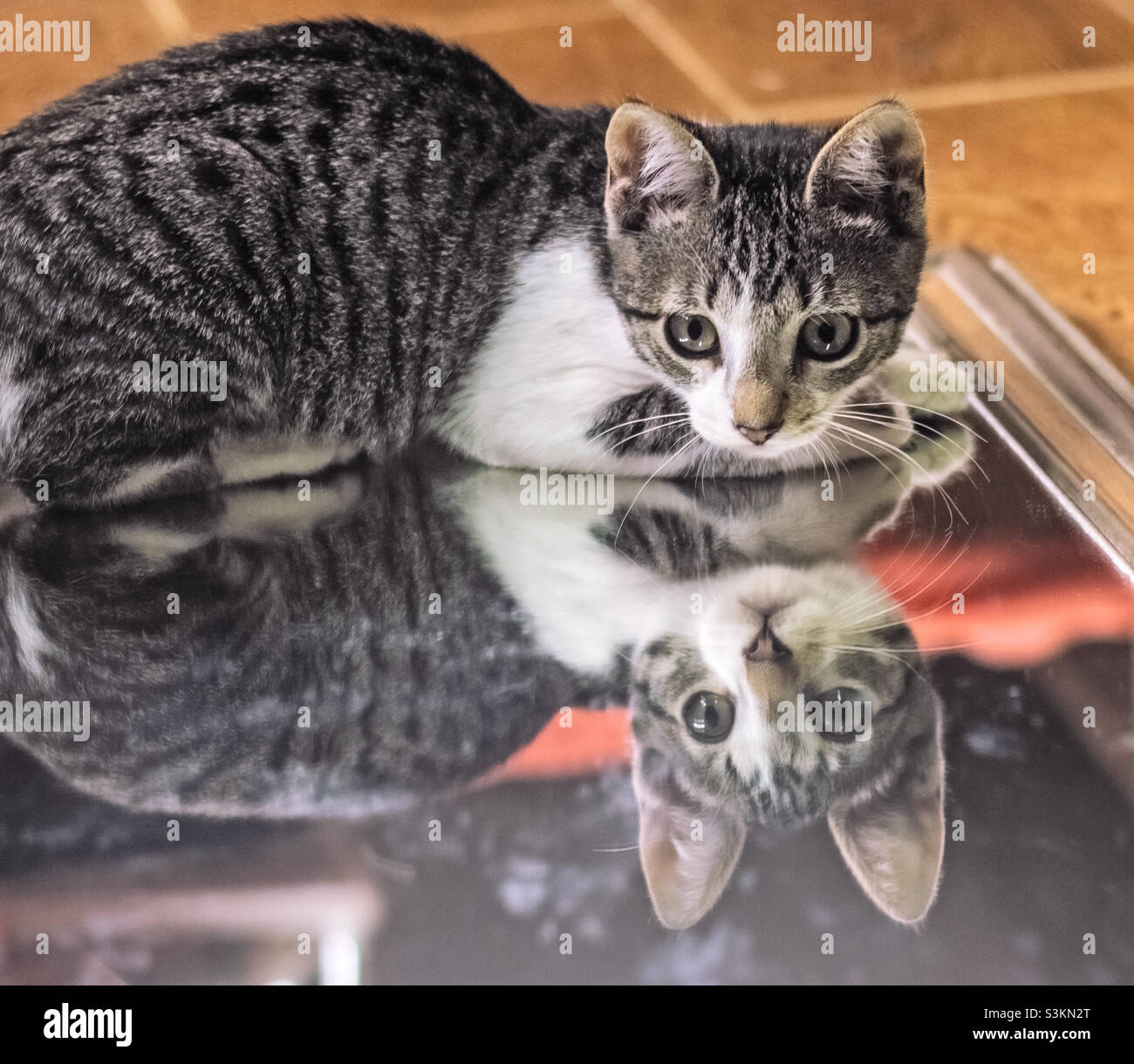 A great a white tabby kittens plays on a mirror that she is reflected in - Smartphone Captured Stock Image