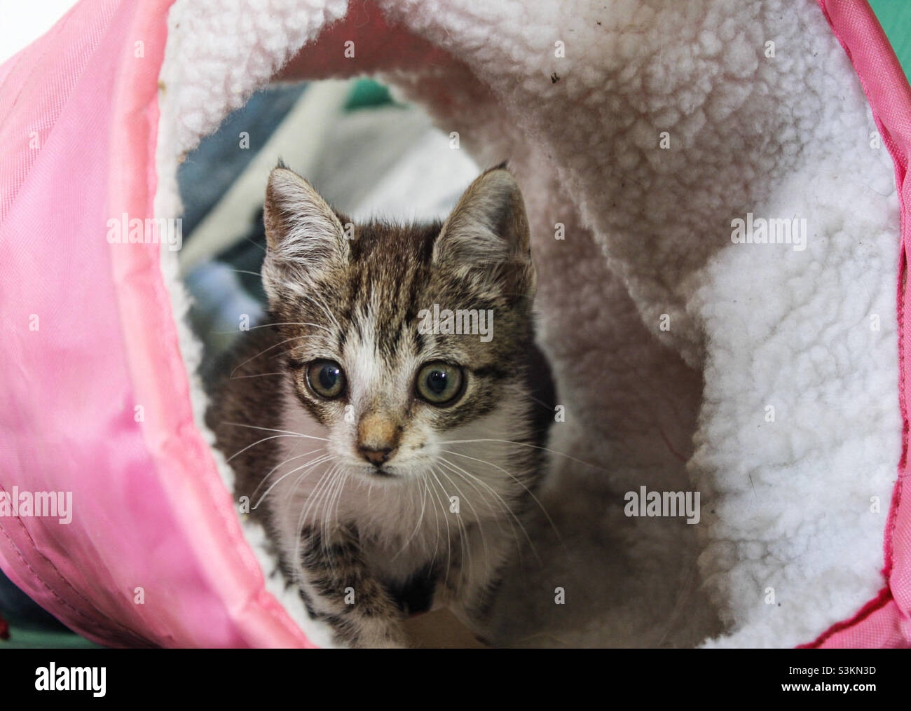 Grey and white tabby kitten peeks out from a pink and white cat tube toy - Smartphone Captured Stock Image