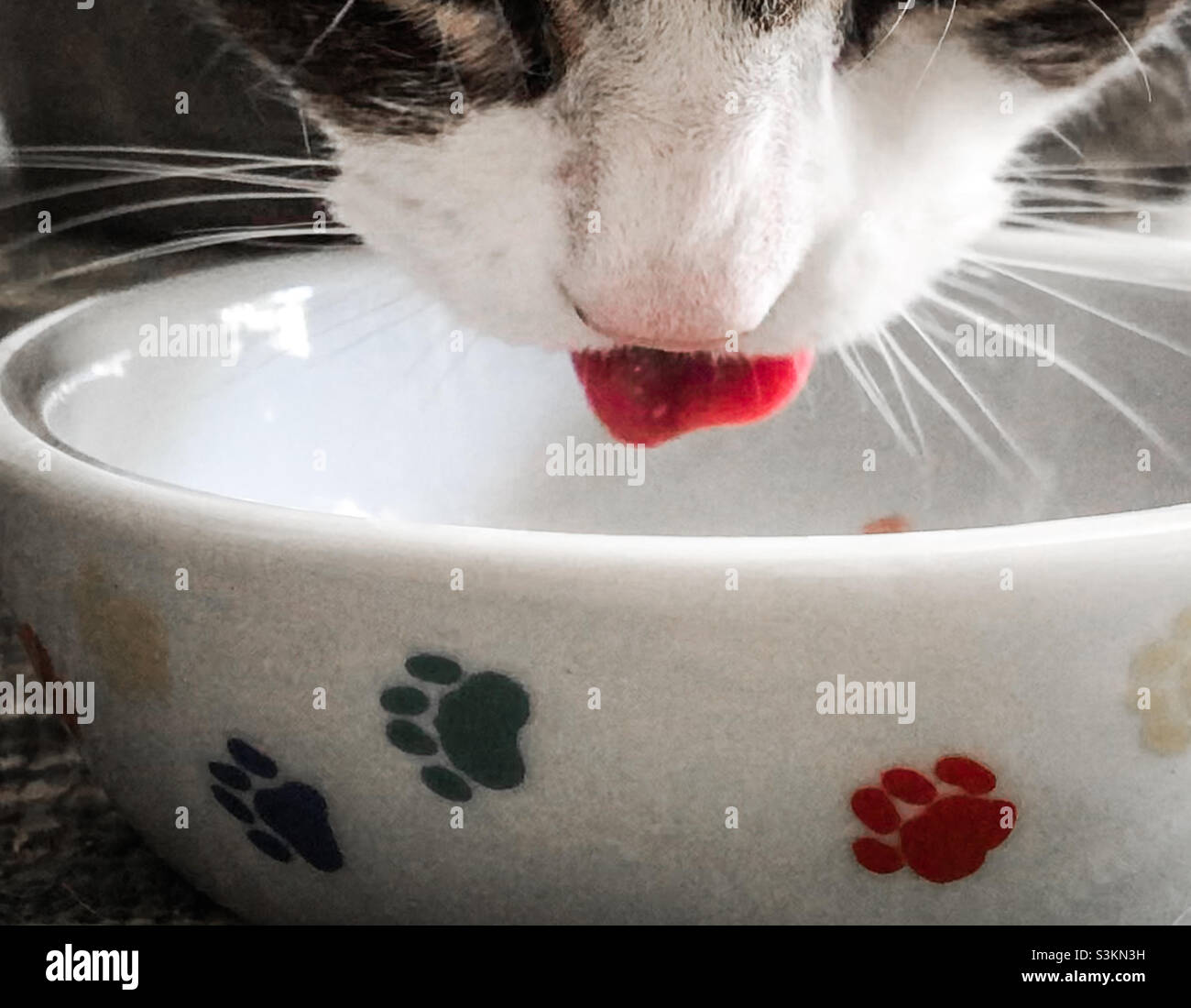 A cat’s little pink tongue and whiskers enjoying her meal from a paw printed porcelain bowl - Smartphone Captured Stock Image
