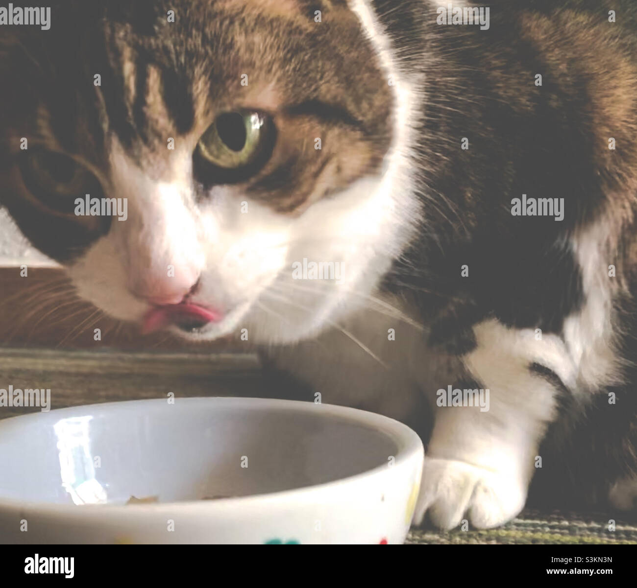 A tabby cat with big eyes glances up to the camera as she licks her lips whilst enjoying a meal - Smartphone Captured Stock Image