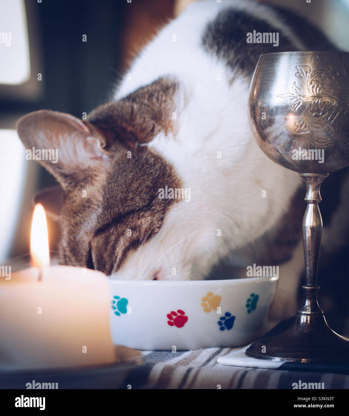 Tabby and white cat enjoying a fine dining experience by candlelight - Smartphone Captured Stock Image