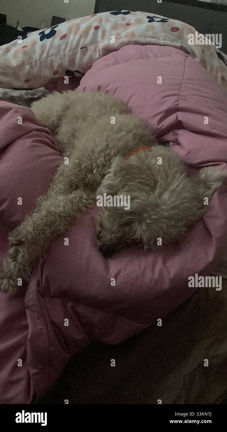 Let sleeping dogs lie Stock Photo Alamy
