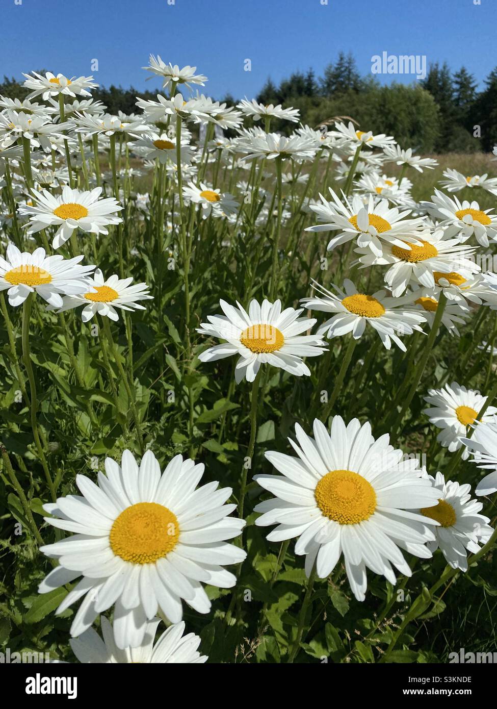 Wild daises on a sunny summer day - Smartphone Captured Stock Image