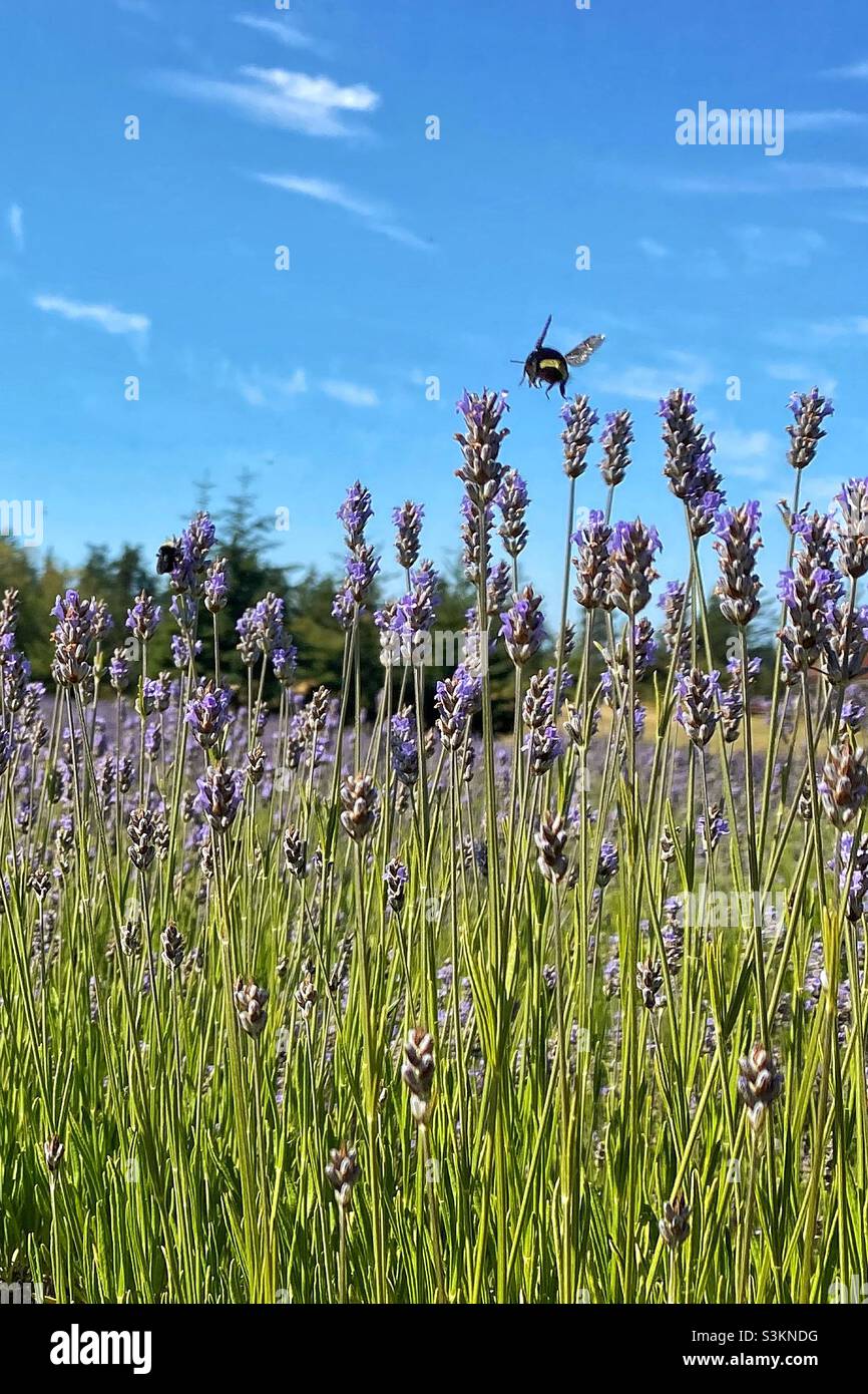 Flying bumblebee in lavender field on a bright sunny day in summer, San Juan Island, Washington, USA - Smartphone Captured Stock Image