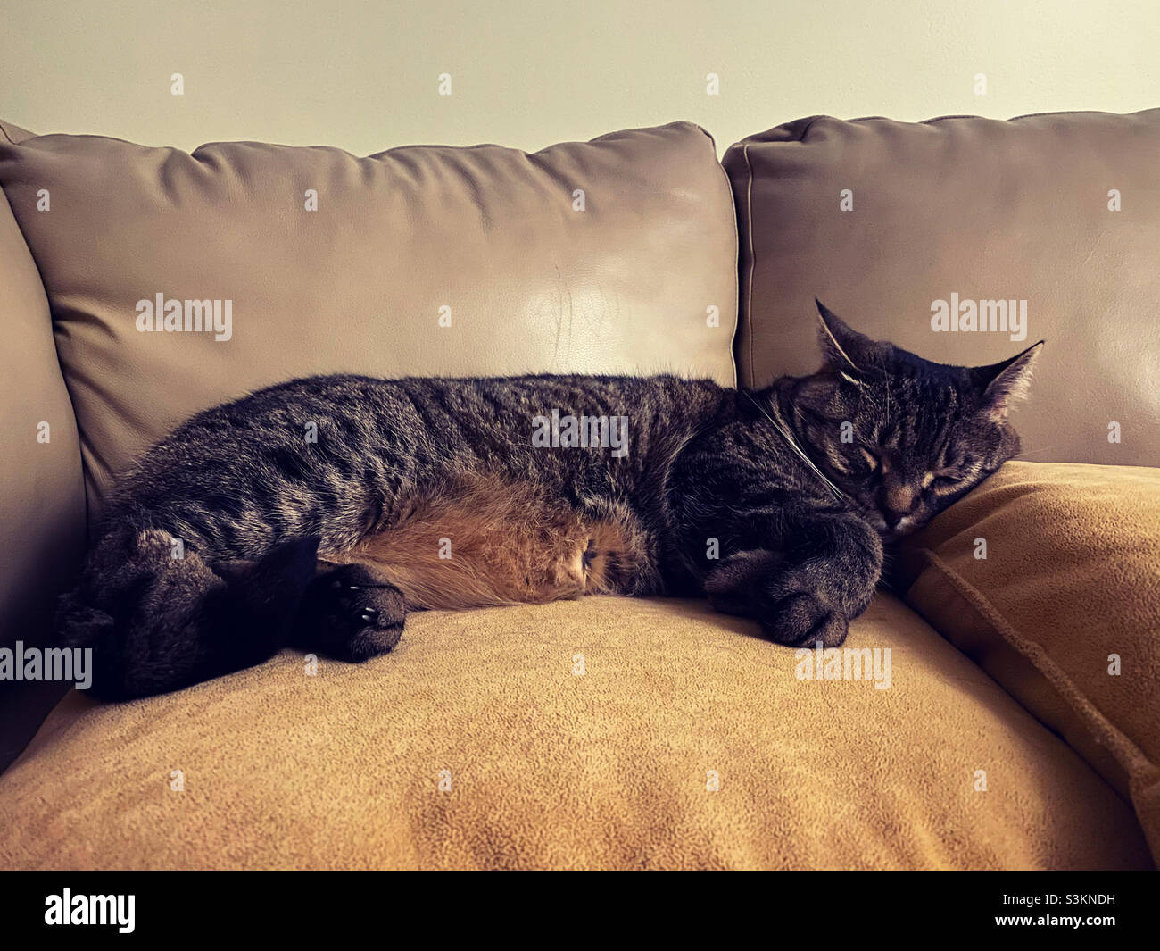 Catnap - Smartphone Captured Stock Image