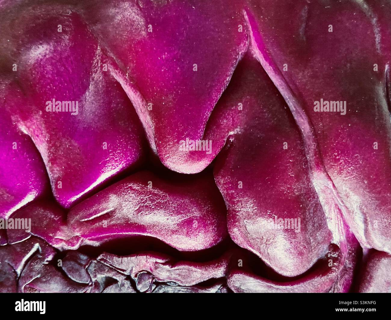 the irregular textured surface of a red cabbage in closeup - Smartphone Captured Stock Image