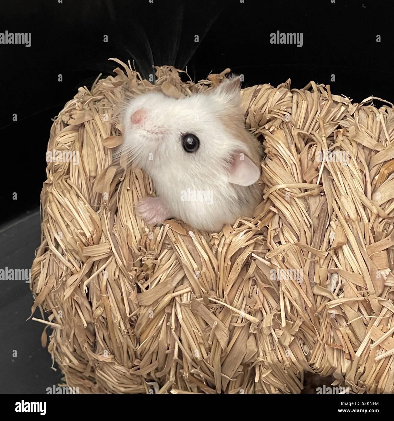 Roborovski dwarf hamster Stock Photo