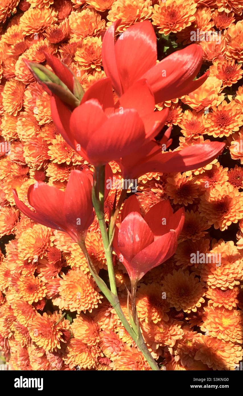 Vibrant, chi, flowers, orange, red, beauty, energy, fire, nature, gold Stock Photo