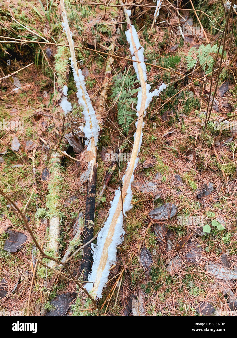 Hair ice on a tree branch Stock Photo Alamy