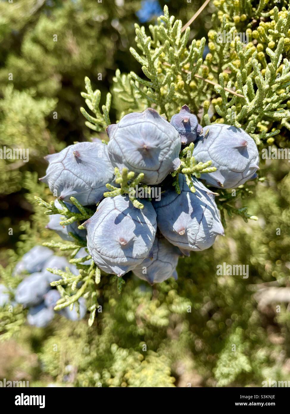 Cones of an Arizona cypress (Cupressus arizonica) Stock Photo