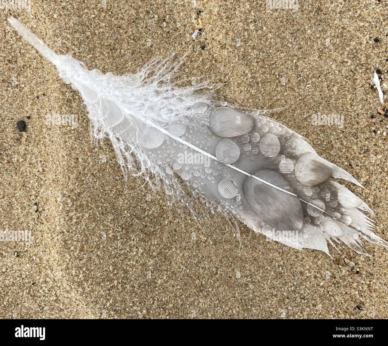 Anatomy of a Feather Stock Photo