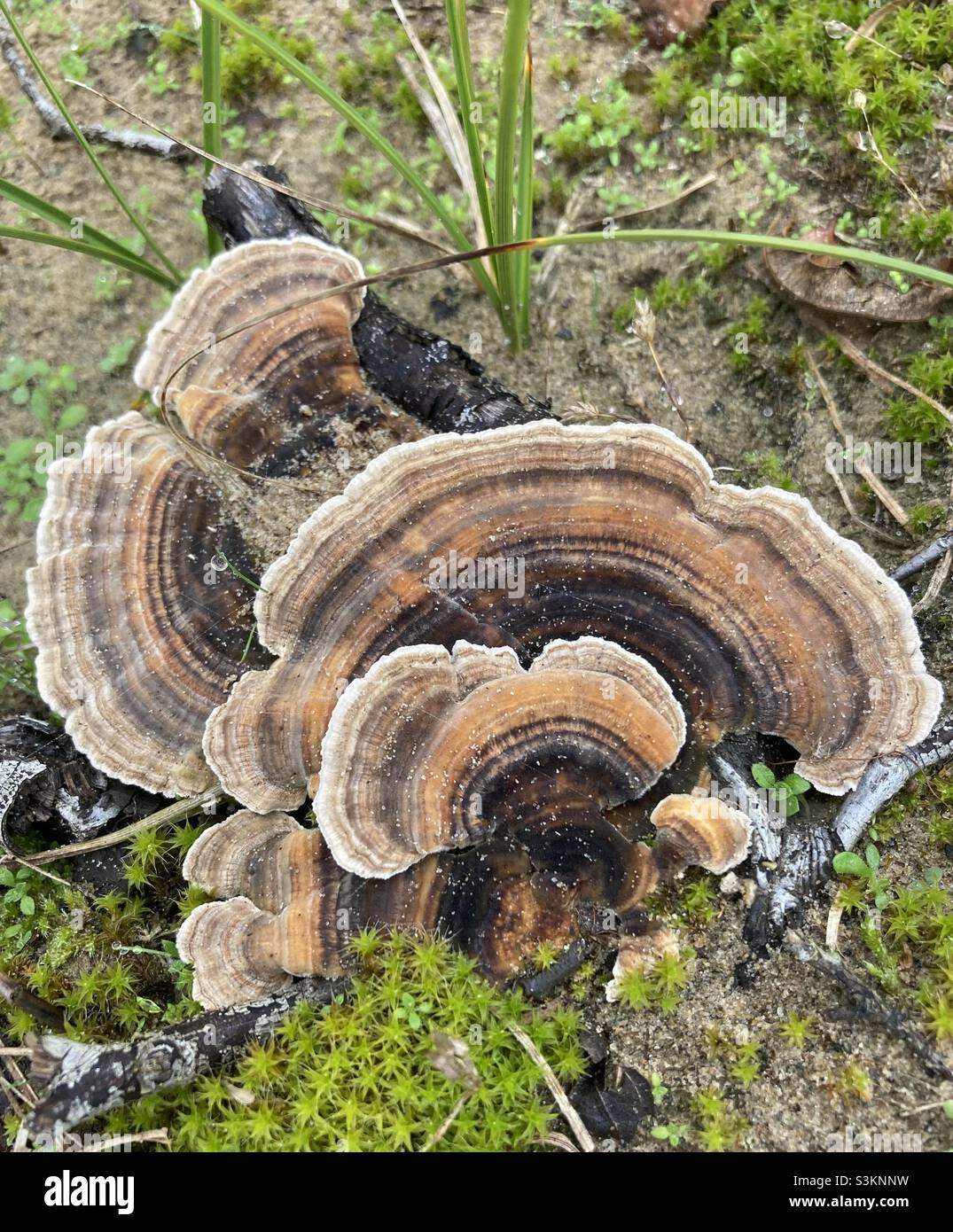 Turkey Tail Fungi Stock Photo