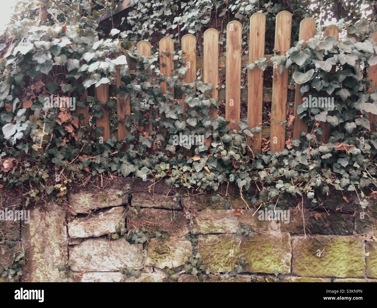 Old overgrown wooden fence on a stone wall Stock Photo - Alamy