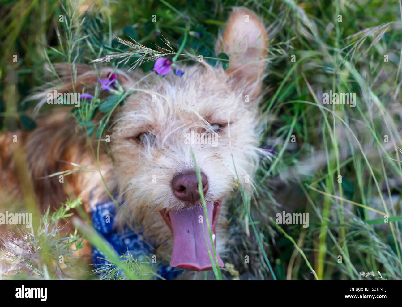 A happy looking terrier dog has got herself all caught up in the long grass, making it look like she has flowers around her head - Smartphone Captured Stock Image