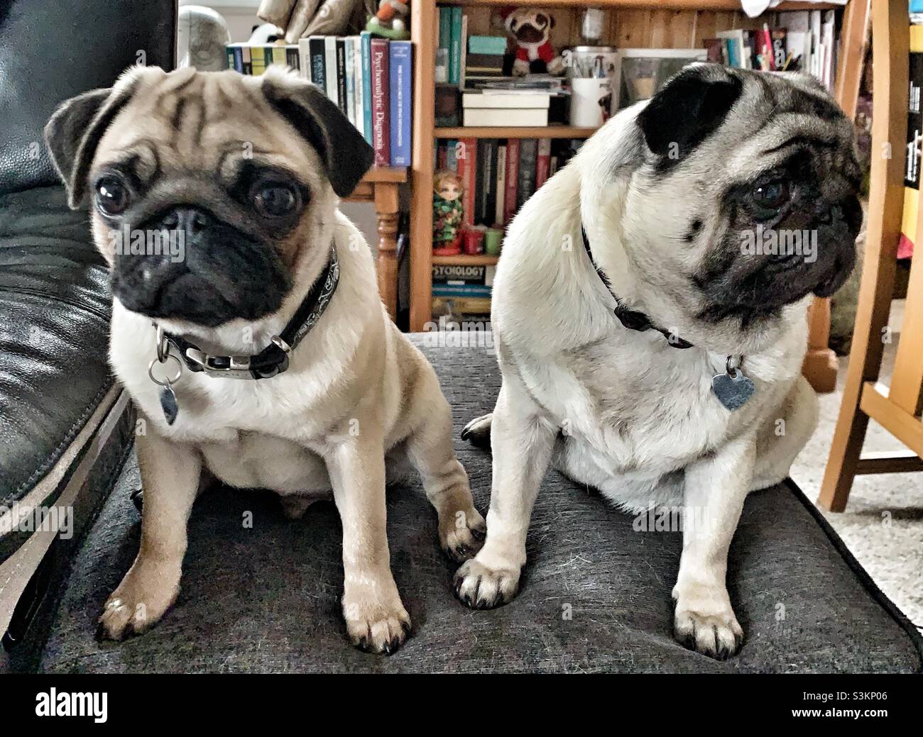 Two pugs sitting together Stock Photo