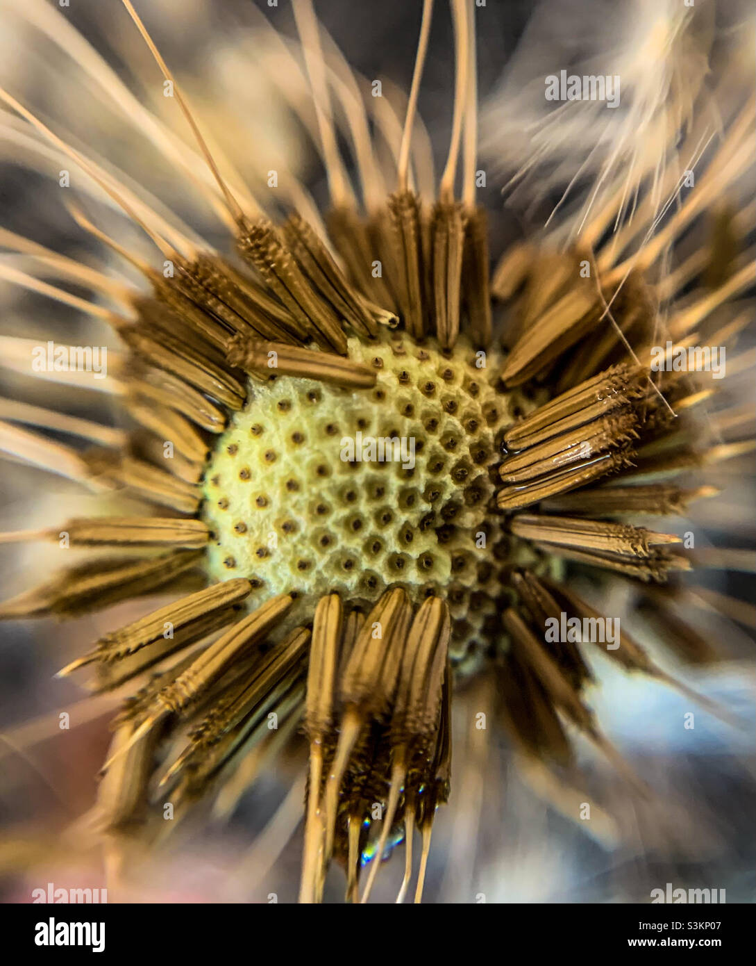 Macro shot of a dandelion losing its seeds Stock Photo