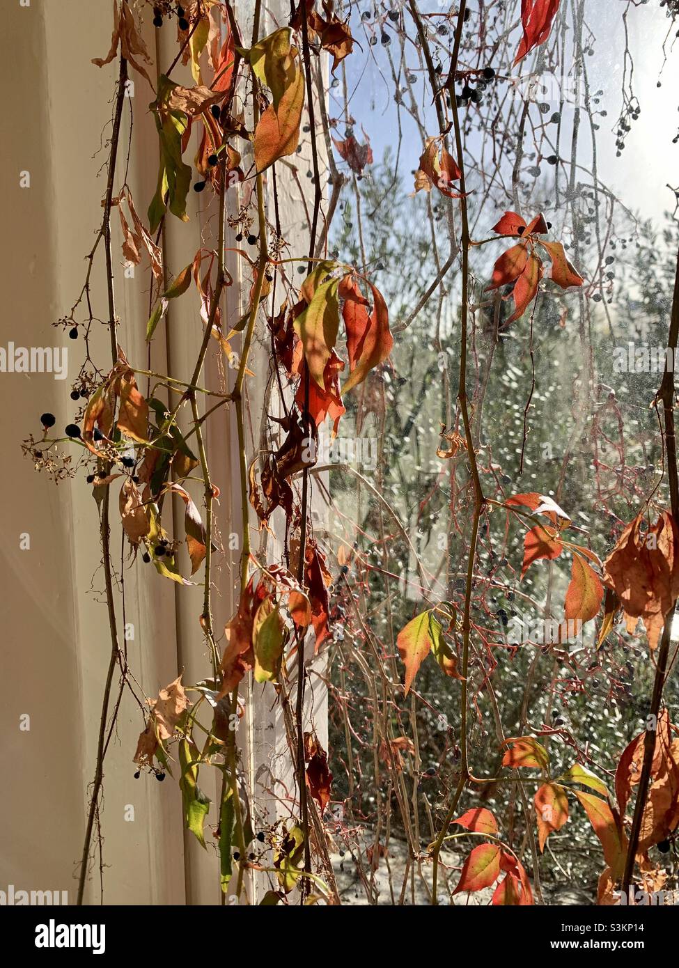 Autumnal colours of trailing plant - Smartphone Captured Stock Image