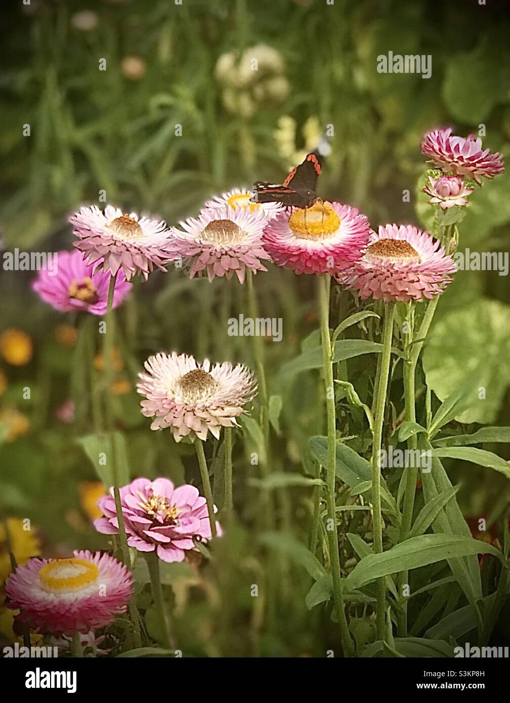 Red Admiral butterfly on pink strawflowers (Helichrysum italicum) at Batemans in Sussex Stock Photo