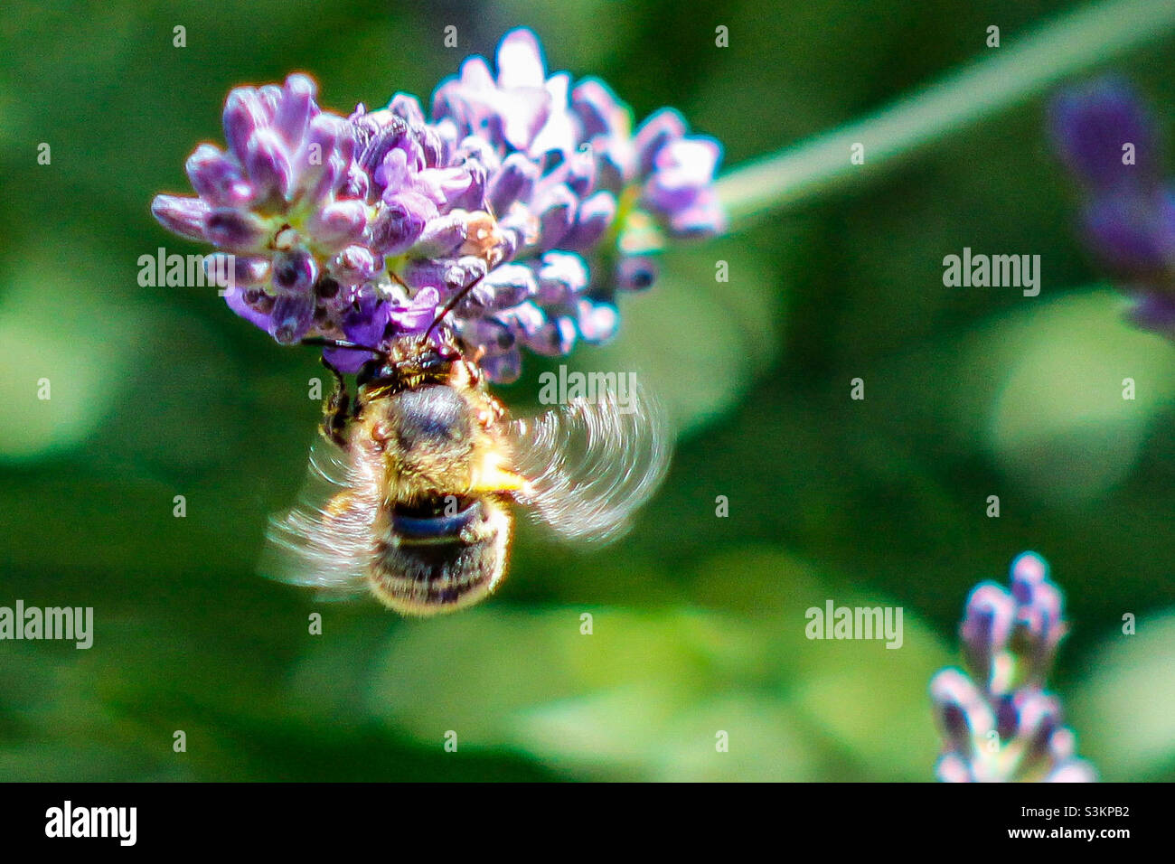 A bee, his wings moving, takes nectar from a lavender plant - Smartphone Captured Stock Image