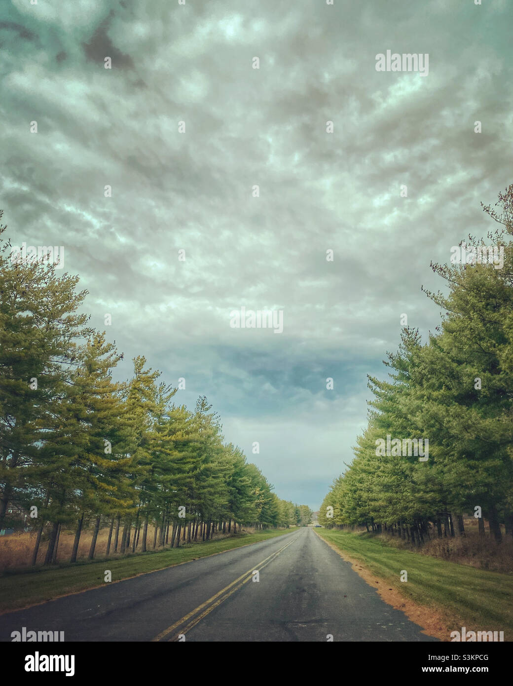 Pine tree lined road leading to Fernald Preserve. - Smartphone Captured Stock Image