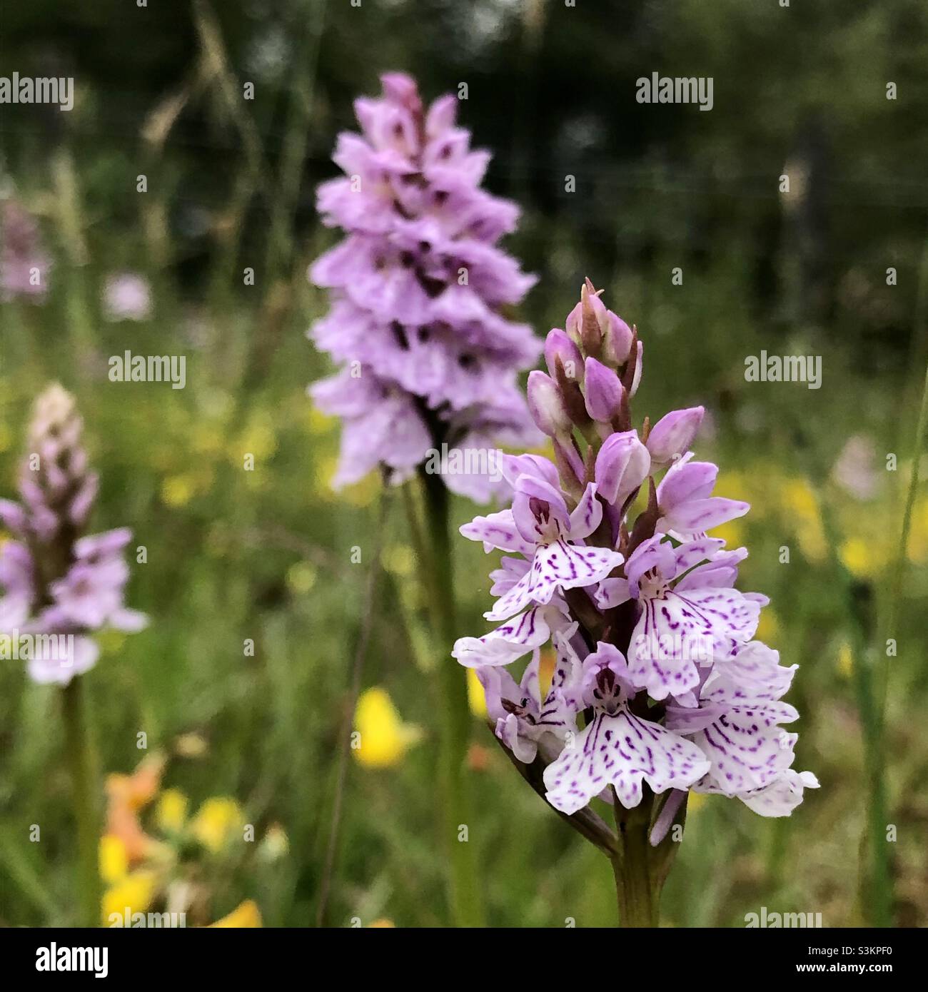 List 30+ Background Images pictures of orchids growing in the wild Sharp List 30+ Background Images pictures of orchids growing in the wild Sharp