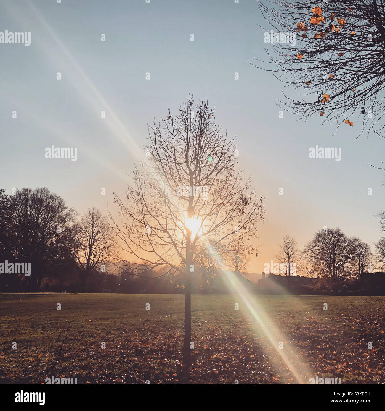 Winter sun flare - Smartphone Captured Stock Image